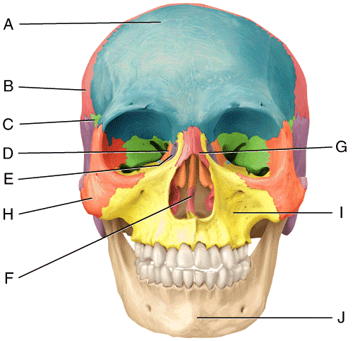 Mastoid Bone Diagram