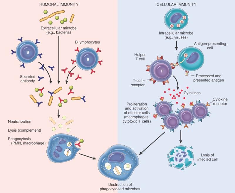Path: Immune Flashcards | Easy Notecards