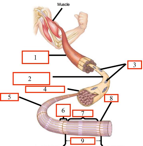Muscle Anatomy Quiz Flashcards Easy Notecards