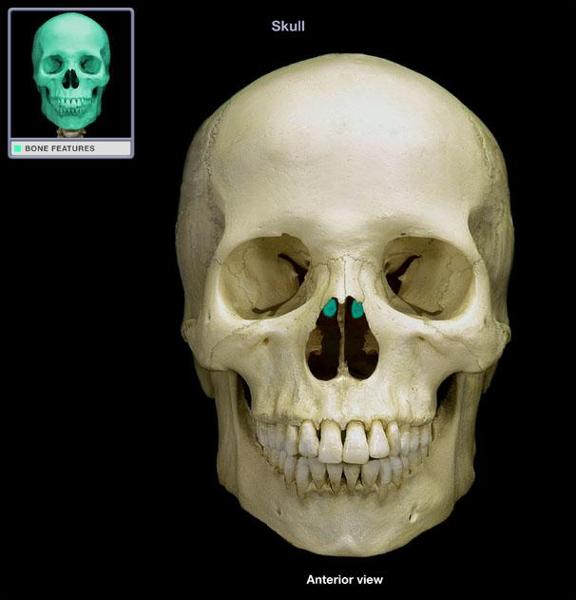 Skull: Cranium Flashcards | Easy Notecards