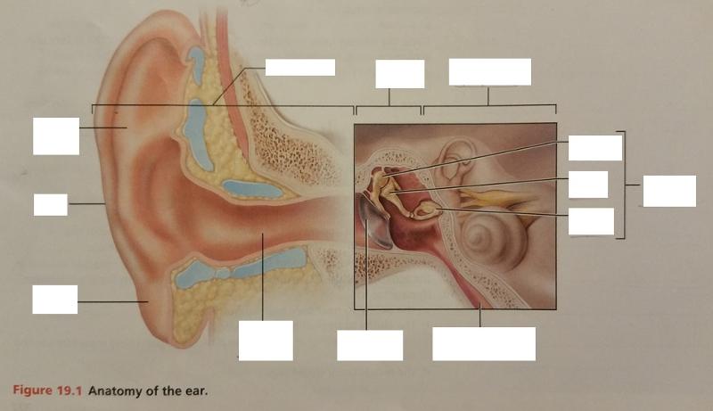 Activity 1: Anatomy of the Ear and Identifying Structures of the Ear