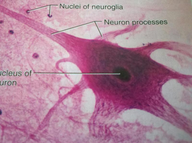 Histology of Nervous Tissue Flashcards | Easy Notecards