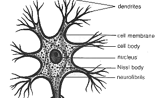 Print Histology of Nervous Tissue flashcards | Easy Notecards