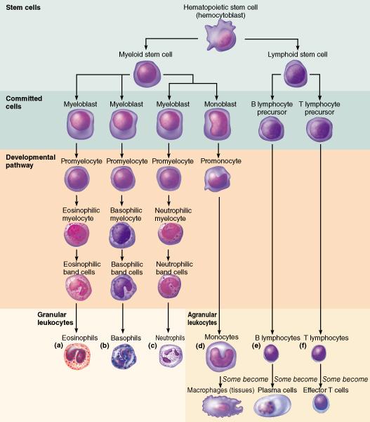 Print Festival 1 (Endocrine & Blood) flashcards | Easy Notecards