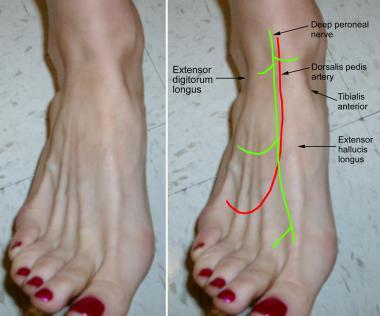 GSU Blood Vessels of the Lower Limb Flashcards | Easy Notecards