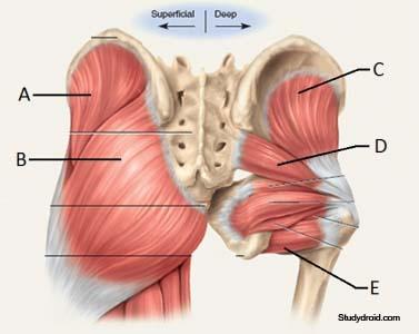 GSU Muscles of the hip and thigh Flashcards | Easy Notecards