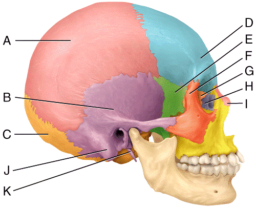 Multi choice, The Skeletal system: The Axial Skeleton Flashcards | Easy