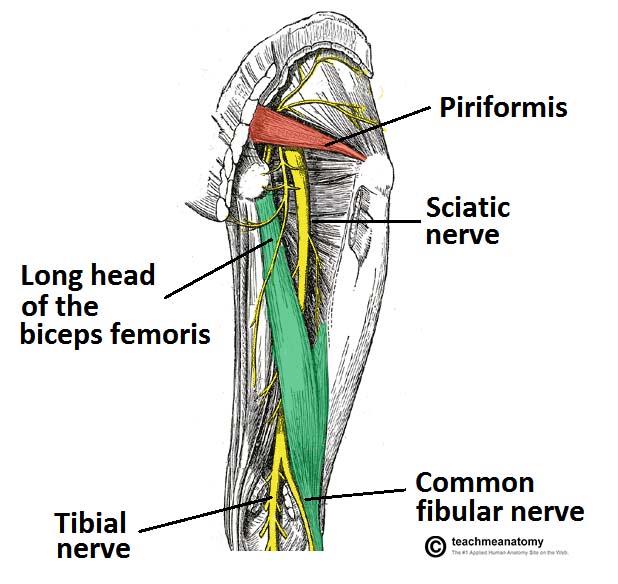 GSU Muscles of the hip and thigh Flashcards | Easy Notecards