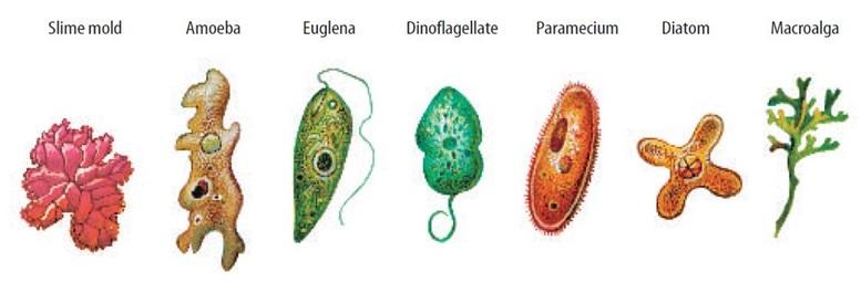 Unit 11 Classification of Living Things Flashcards Easy 