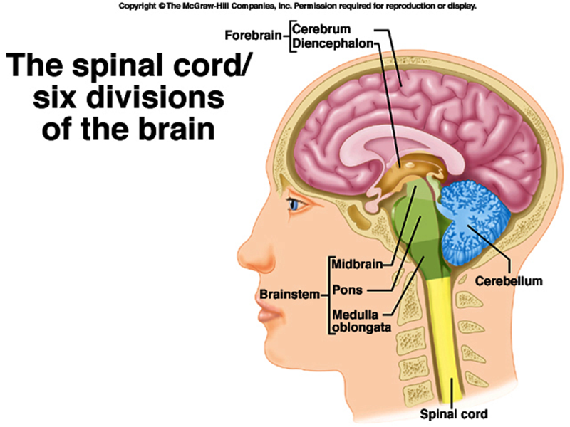 Nervous system Flashcards | Easy Notecards