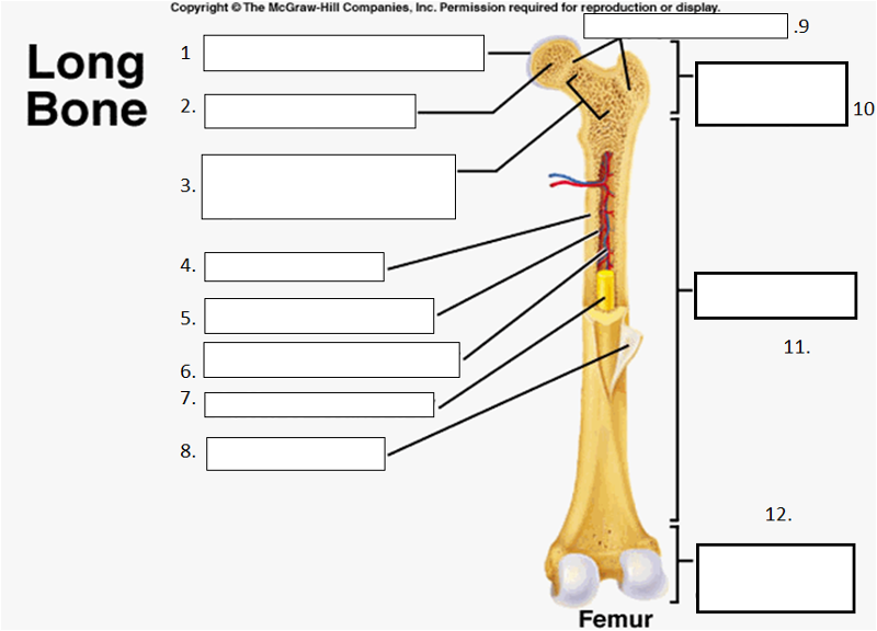 Long Bone Anatomy Flashcards | Easy Notecards