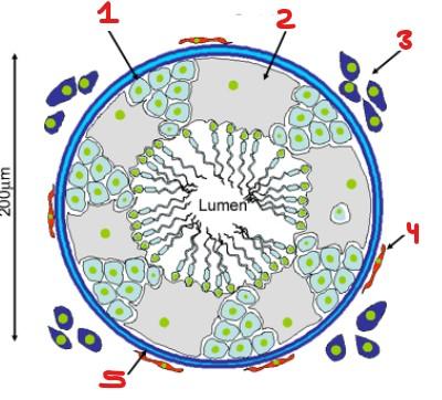 Anatomy Exam 4 Final Flashcards | Easy Notecards