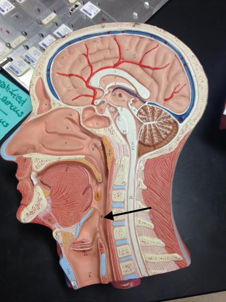 Print Respiratory Sagittal Head flashcards | Easy Notecards