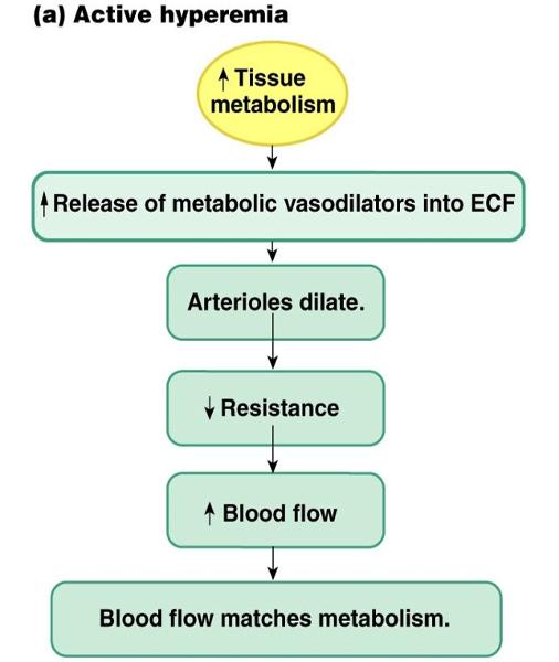 Human Physiology chapter 15 Flashcards | Easy Notecards