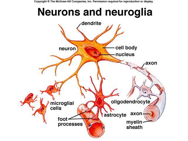 Nervous Tissue and Physiology Week #11 Flashcards | Easy Notecards