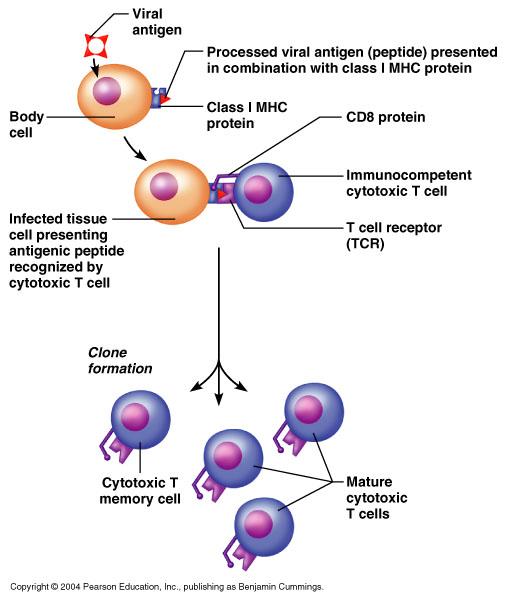 flow development t cell chart Immune Notecards Flashcards  A&P Easy System Ch21