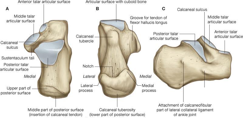 Print GSU - Bones of the Lower Limb flashcards | Easy Notecards