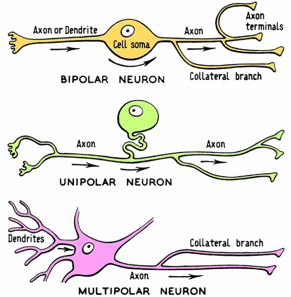 Nervous Tissue and Physiology Week #11 Flashcards | Easy Notecards