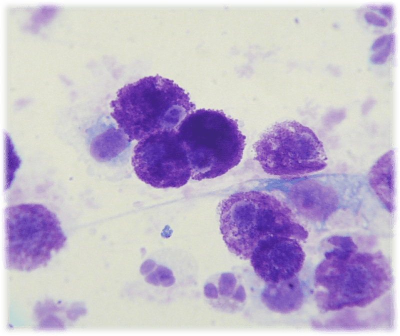 Print Histology flashcards | Easy Notecards