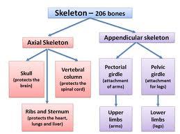 Print Anatomy & Physiology: Skin & Skeletal system flashcards | Easy