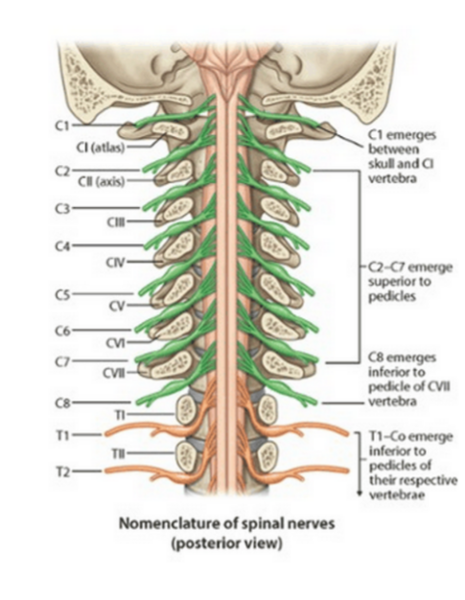 Nerves of the Upper Limb Flashcards | Easy Notecards