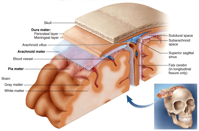 BIO 140 The Nervous System II SG (AND BRAIN) Flashcards