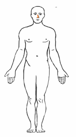 Print Anatomy & Physiology: Body regions flashcards | Easy Notecards