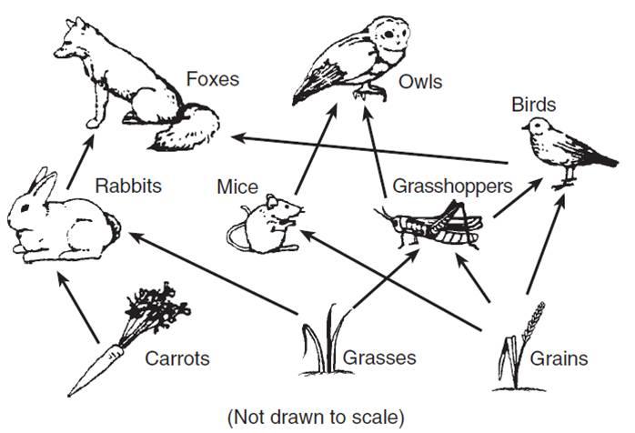 Print Ecosystem Assessment, 4th Grade flashcards | Easy Notecards