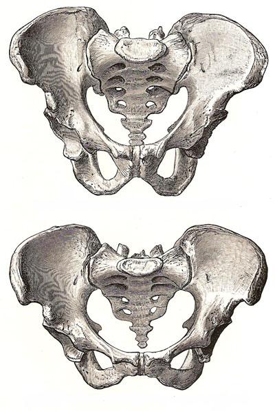 Print Pelvic Girdle and Hindlimbs flashcards | Easy Notecards