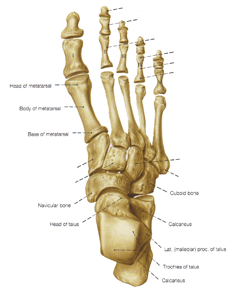 GSU - Bones of the Lower Limb Flashcards | Easy Notecards