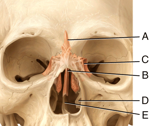 vomer plate perpendicular irregular skeletal ethmoid sphenoid axial skeleton complicated neither tens