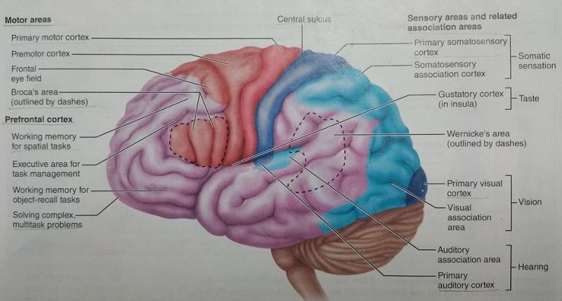 Activity 1: Identifying External Brain Structures and The Human Brain