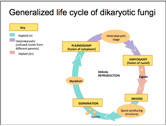 Eukaryotic Cell Cycle