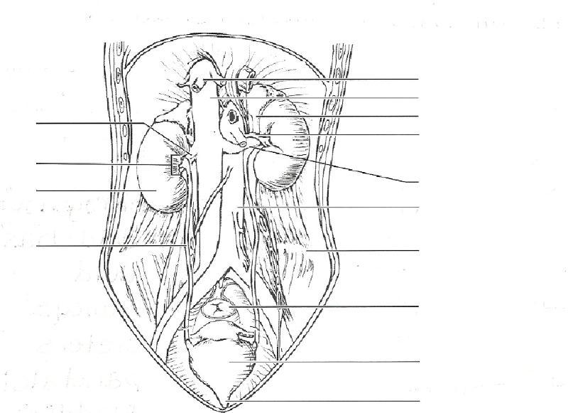 Anatomy of the Urinary System Flashcards | Easy Notecards diagram of normal kidney 