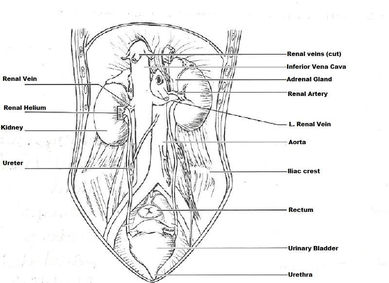 Anatomy of the Urinary System Flashcards | Easy Notecards