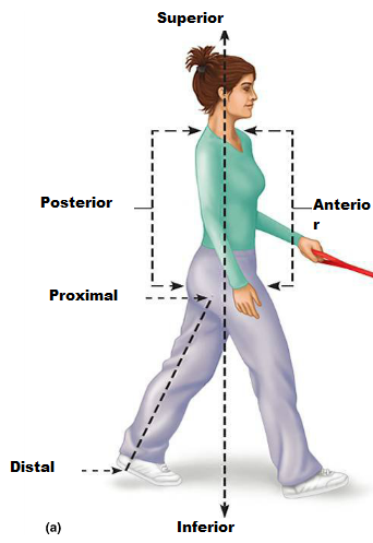 Print Lab 6: The language of Anatomy flashcards | Easy Notecards