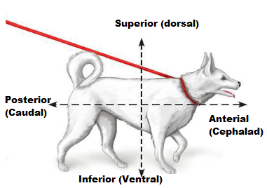 Lab 6: The language of Anatomy Flashcards | Easy Notecards