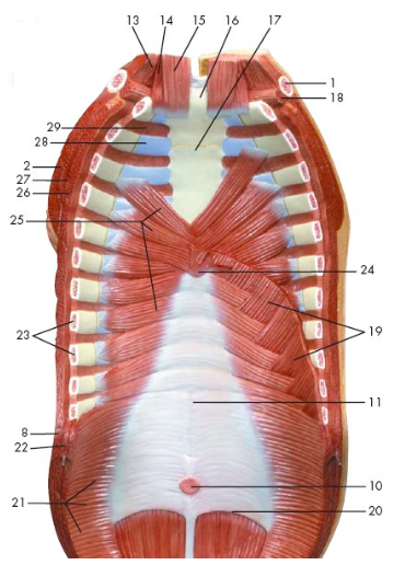 Lab Practical Chapter 24: Muscles of the Head, Neck, and Torso