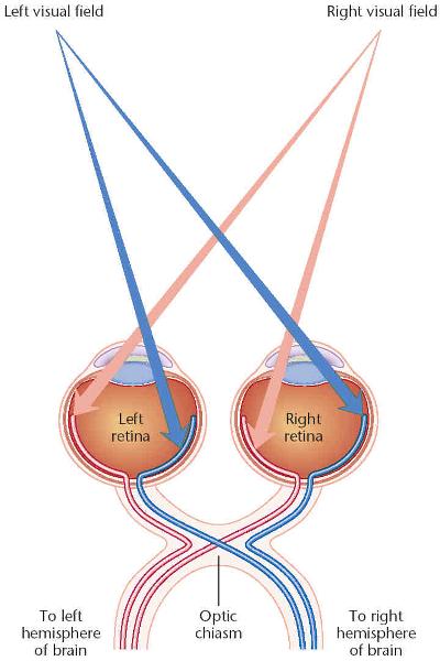 Ocular Anatomy Flashcards | Easy Notecards