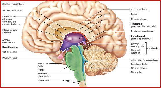 Nervous Tissue and Physiology Week #11 Flashcards | Easy Notecards