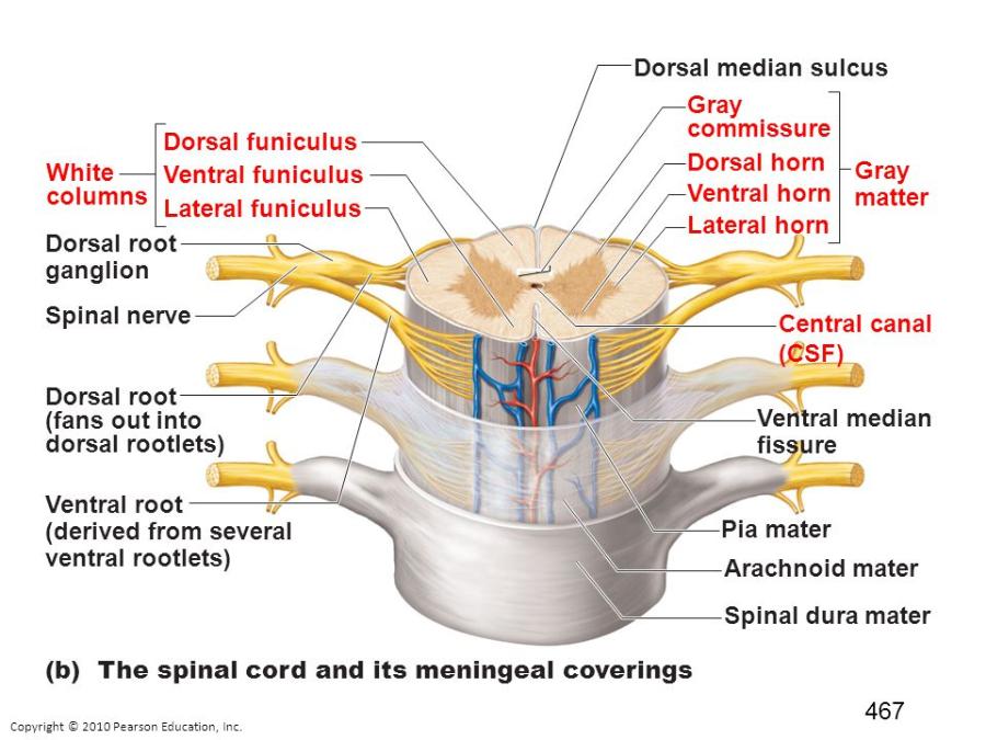 They provide nerve impulses for contraction of skeletal muscles. next to th...