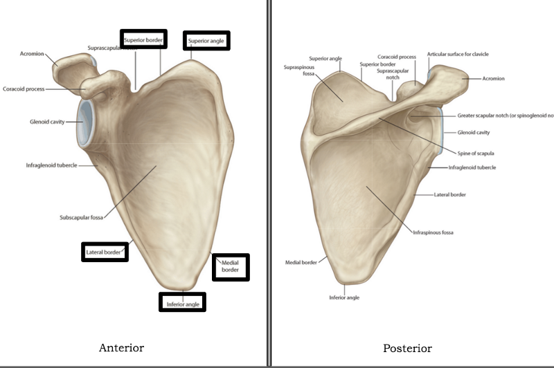 Print Bones of the Upper Limb flashcards | Easy Notecards