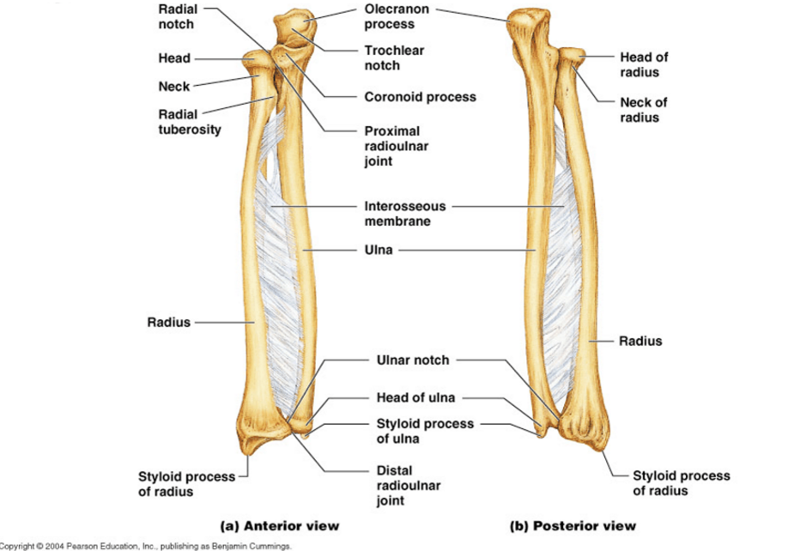 Print Bones of the Upper Limb flashcards | Easy Notecards