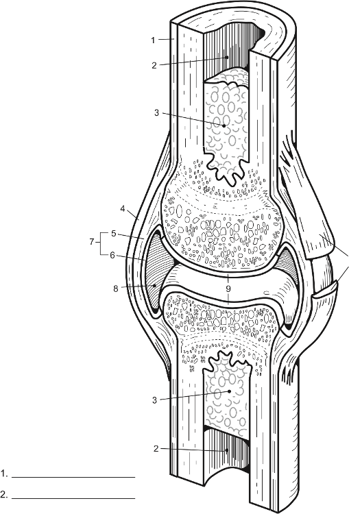 Print Synovial joint flashcards | Easy Notecards